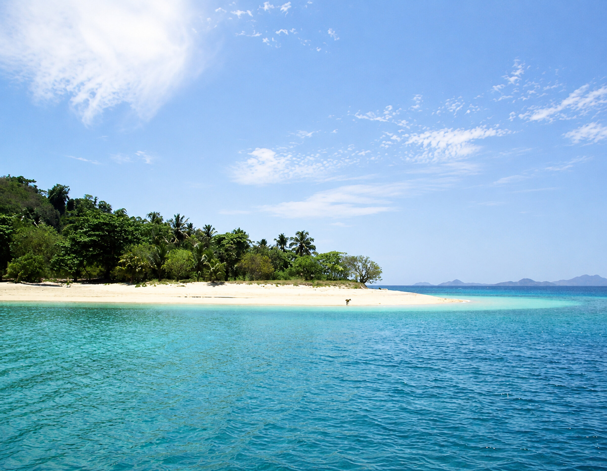 Lémurien dans la végétation de Nosy Komba
