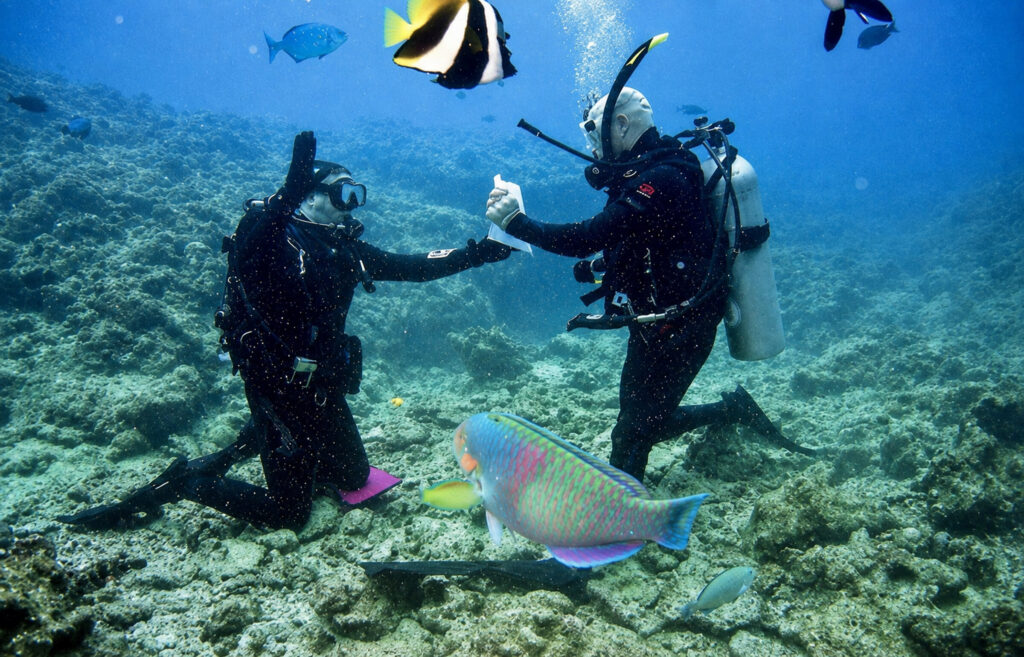 Vie marine colorée dans la réserve de Nosy Tanikely