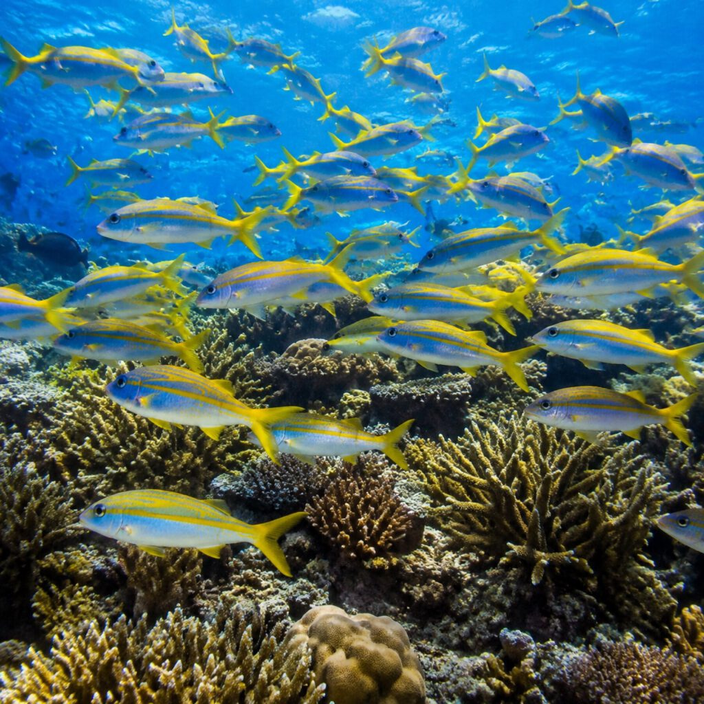 Snorkeling