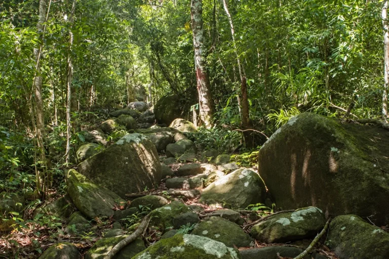 Sentier de la forêt primaire de Lokobe, entre rochers moussus